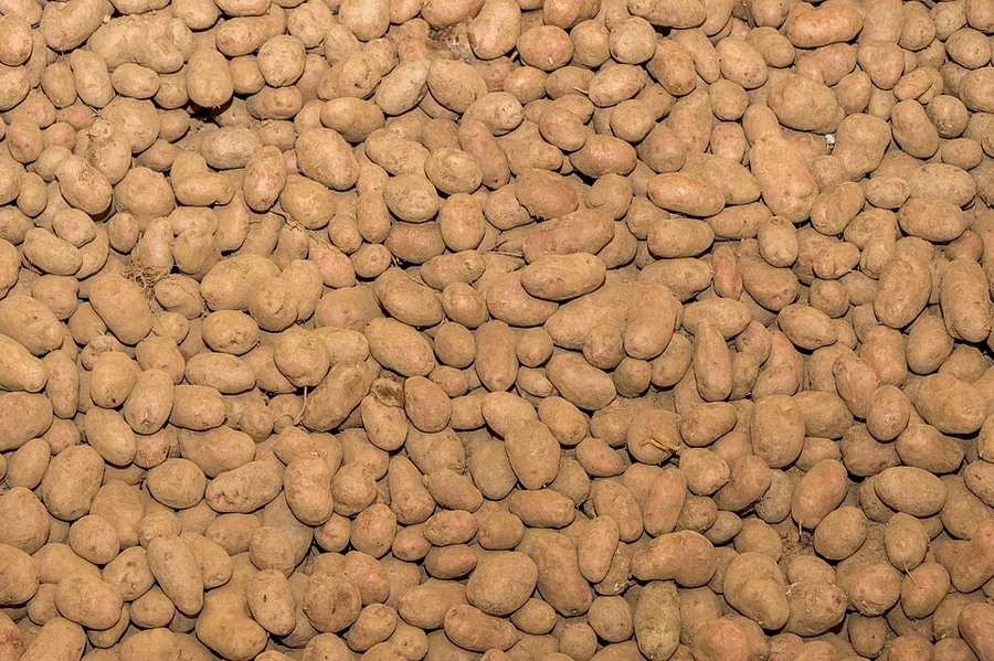 بطاطس